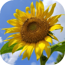 伤寒论检索电子版