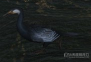 天涯明月刀OL全地图宠物捕捉地点与图鉴大全