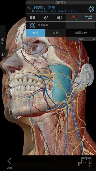 人体解剖学图谱2025